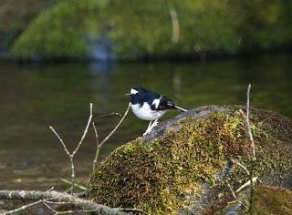 LittleForktail