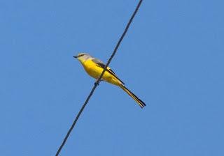 Long-tailedMinivetfemale