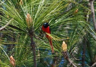 Long-tailedMinivetmale