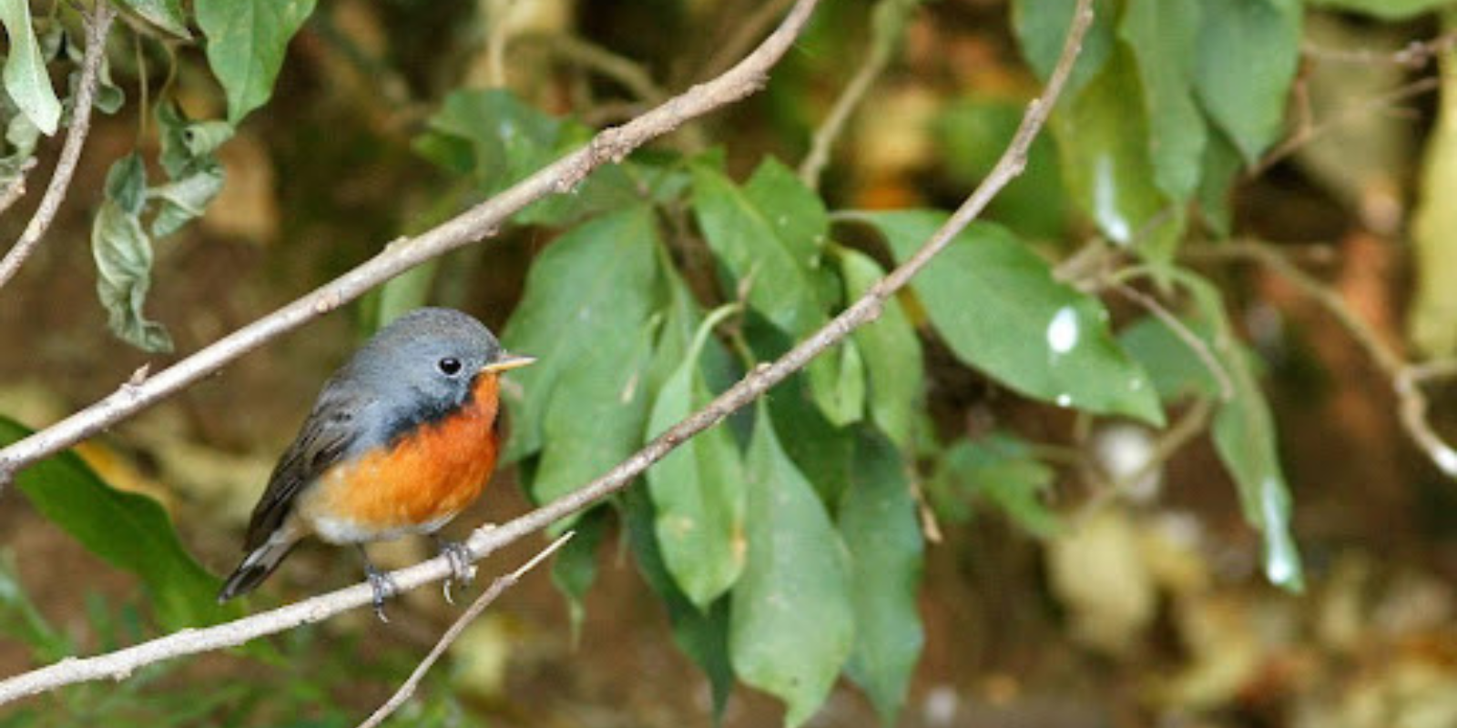 Male Kashmir Flycatcher