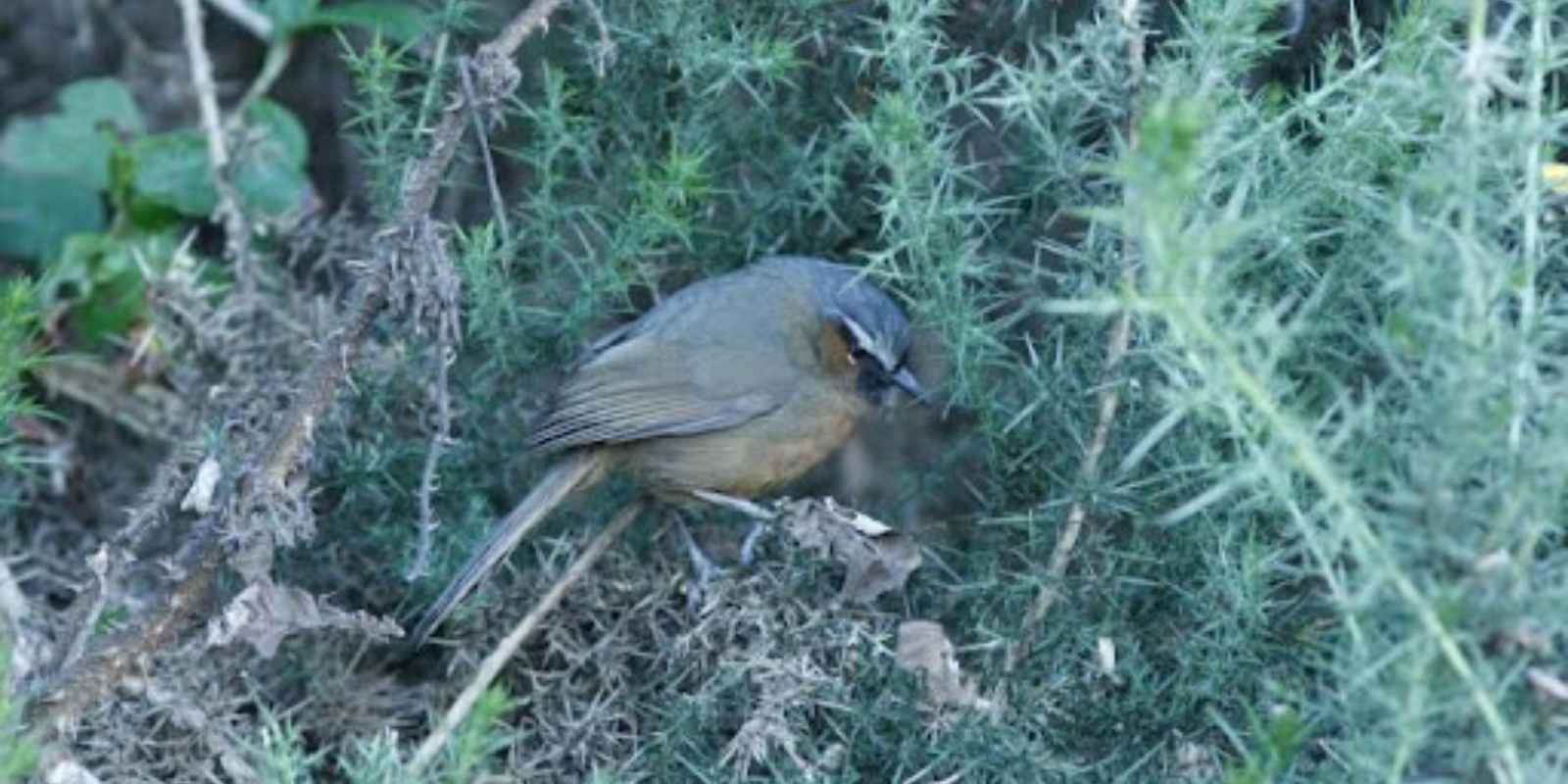 Nilgiri Laughingthrush