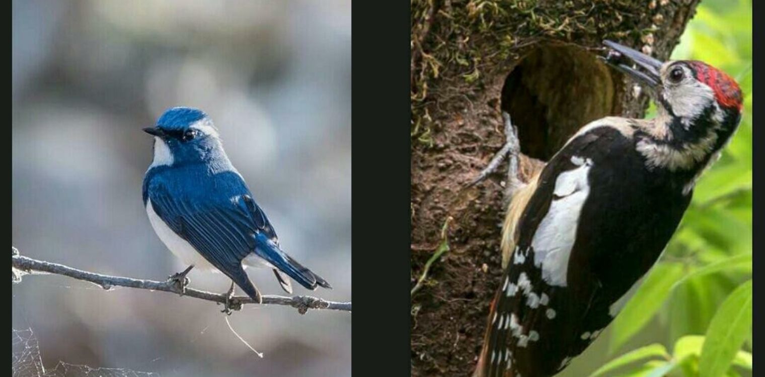 North India Birding