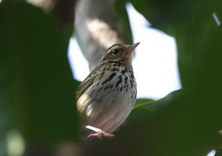 Olive-backed pipit