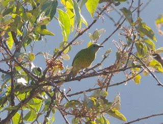 Orange-belliedLeafbirdfemale