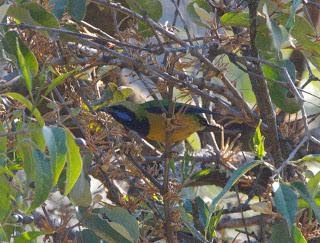 Orange-belliedLeafbirdmale.