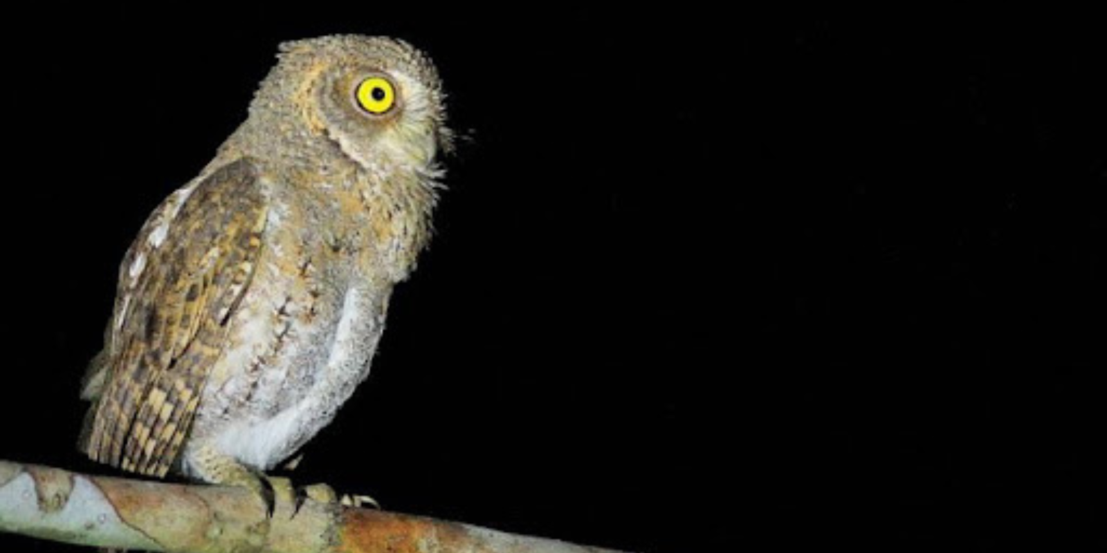 Oriental Scops Owl
