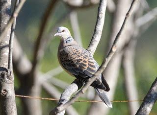OrientalTurtleDove28meena