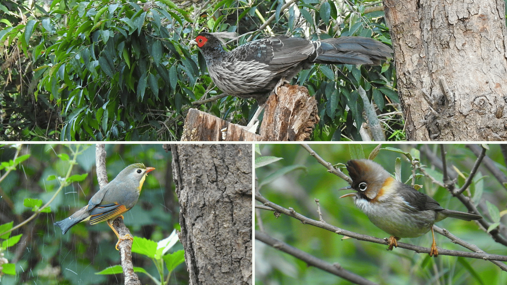Pangot Himalayan birds