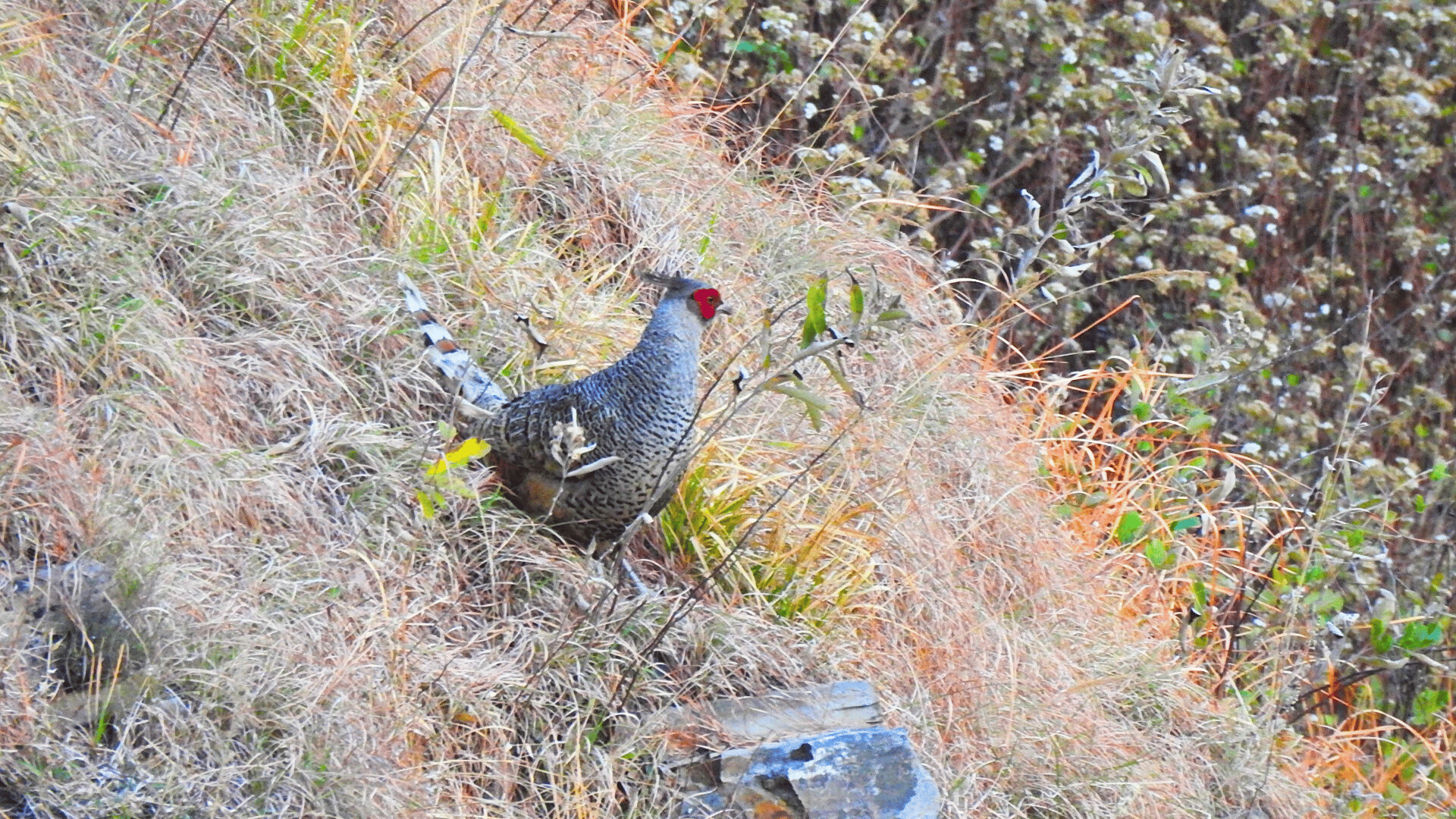 Pangot bird photography