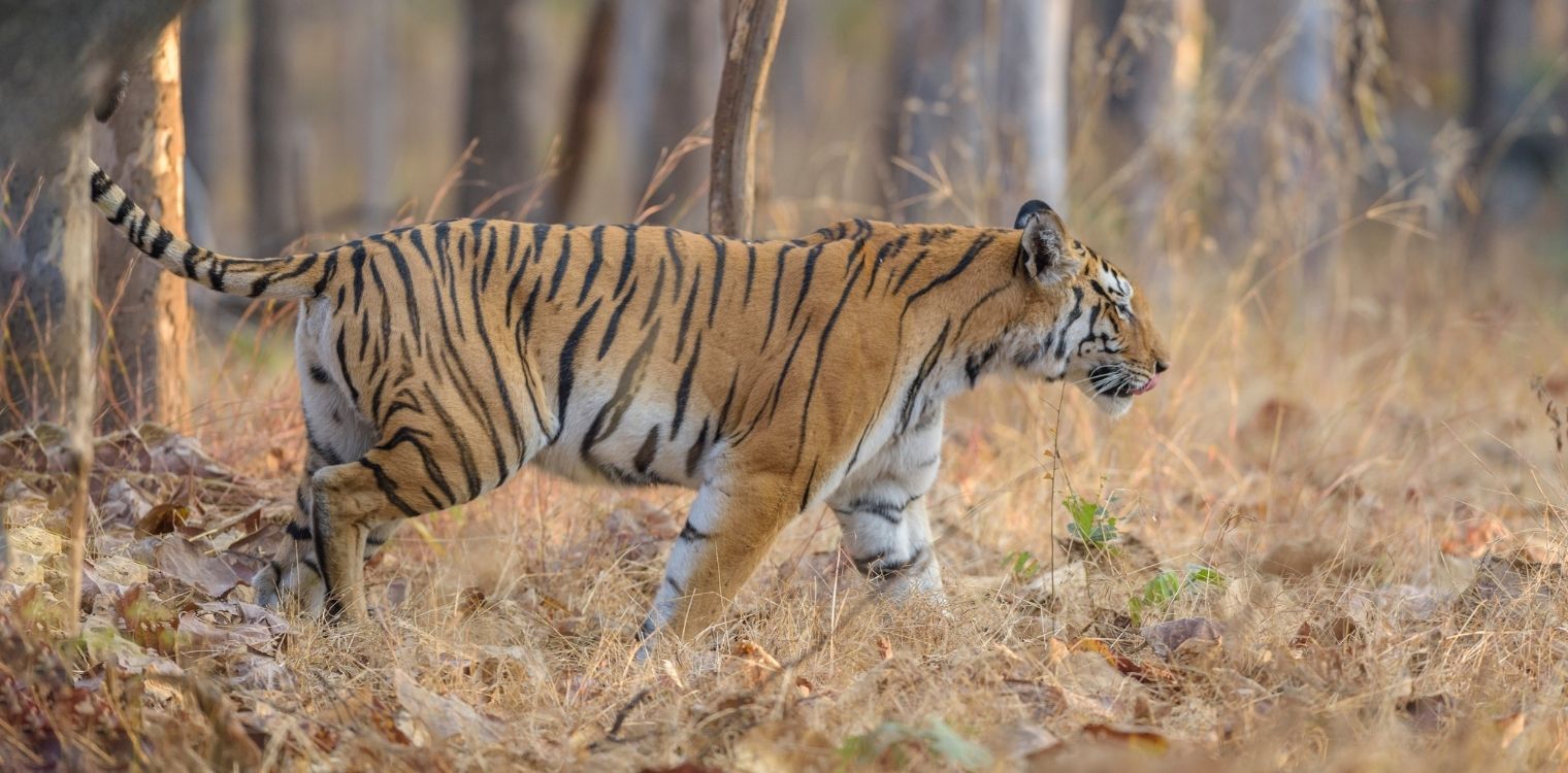 Pench National Park