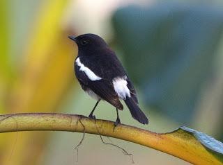 Pied Bushchat male