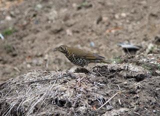 Plain-backedthrush