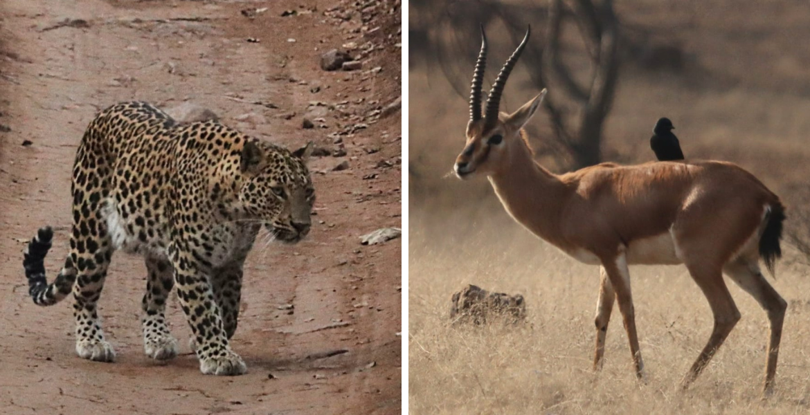 Ranthambhore National Park