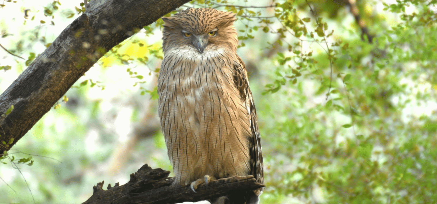 Ranthambhore National Park