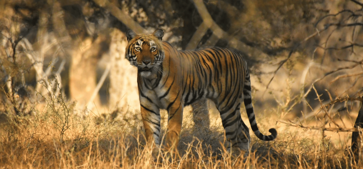 Ranthambhore Tiger Reserve