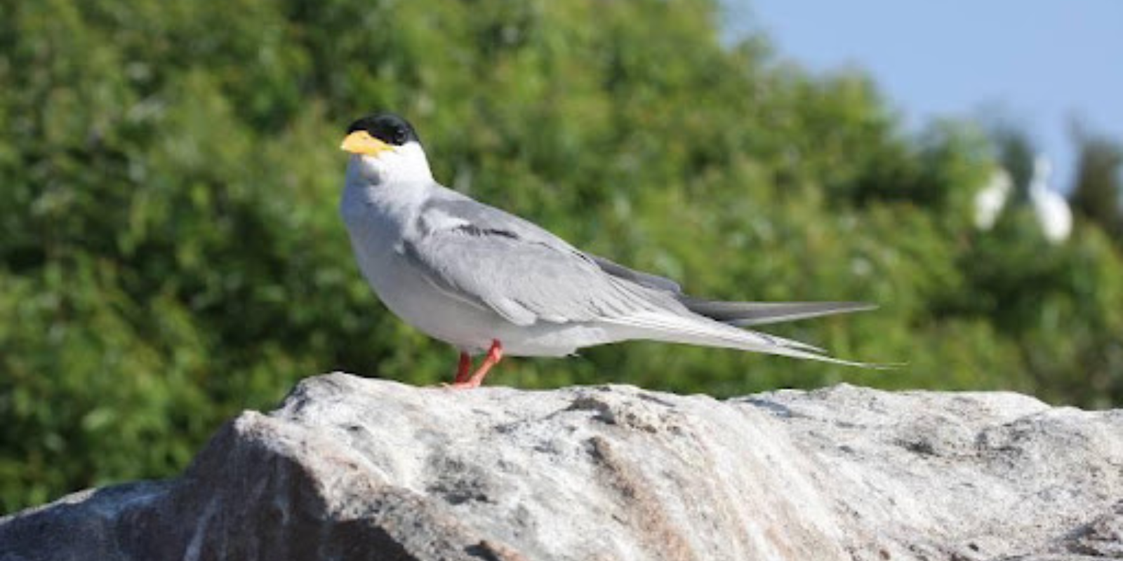 River Tern by Graham Crick