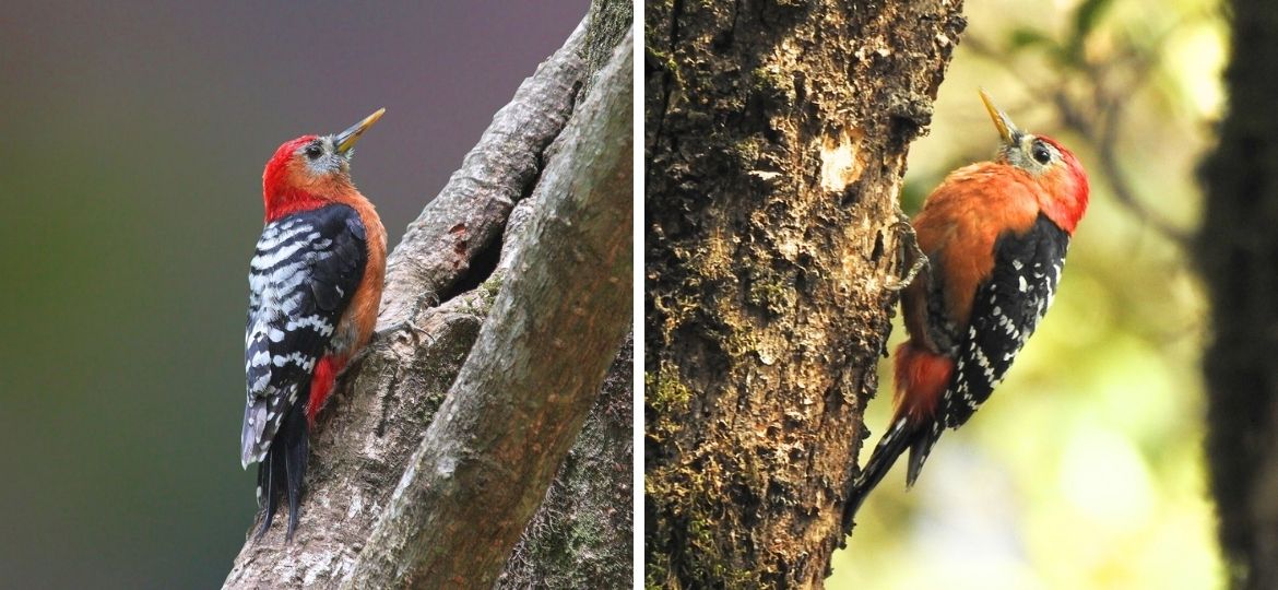 Rufous-bellied woodpecker