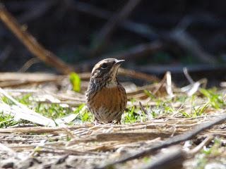 Rufous-breastedAccentor