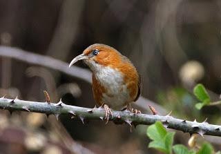Rusty-cheeked scimitar babbler