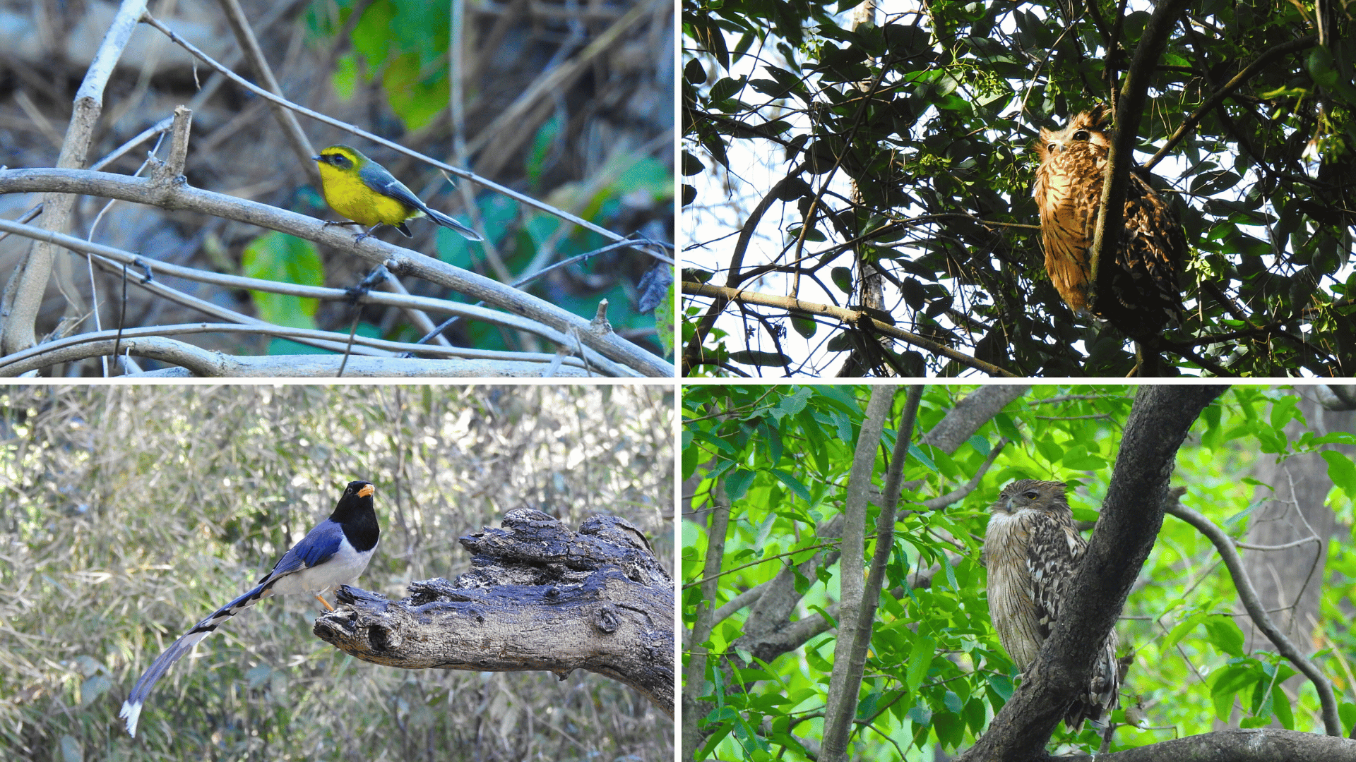 Sattal bird photography.