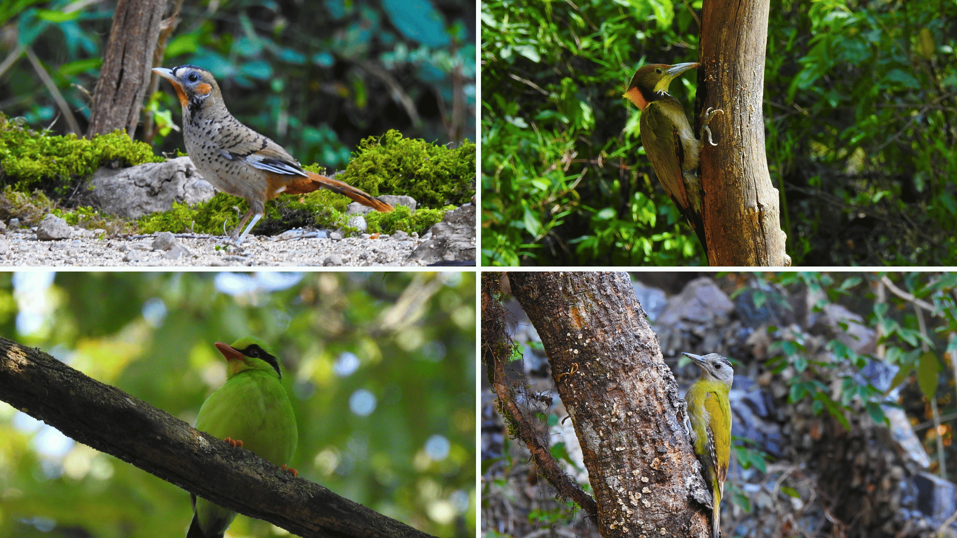 Sattal bird watching trip