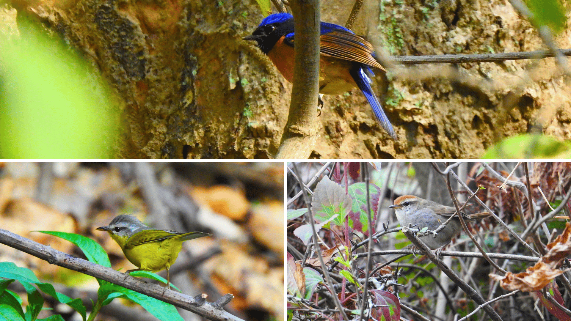 Sattal birding hotspots