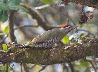 Scaly-belliedWoodpecker