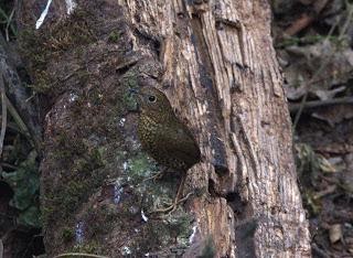 Scaly-breastedCupwing