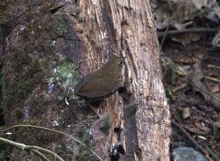 Scaly-breastedCupwing