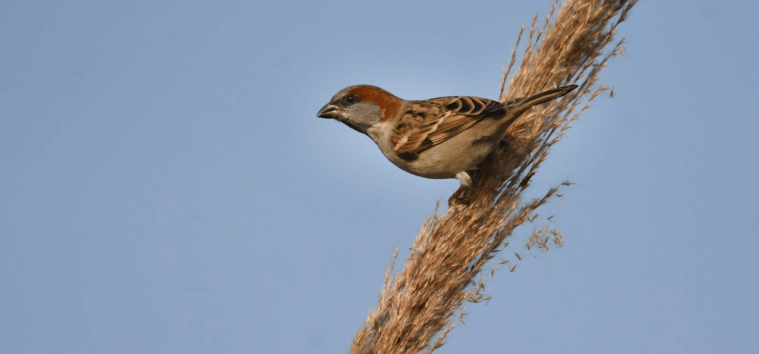 Sind Sparrow