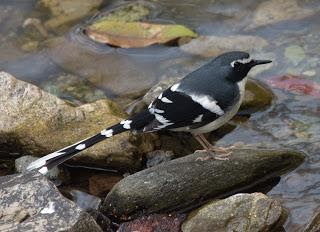 Slaty-backedForktail
