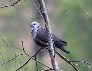SpeckledPigeon