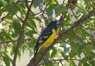 Spot-wingedGrosbeak