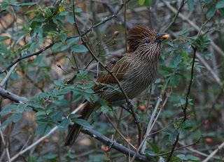 StriatedLaughingthrush
