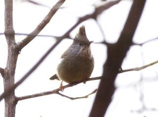Stripe-throatedYuhina