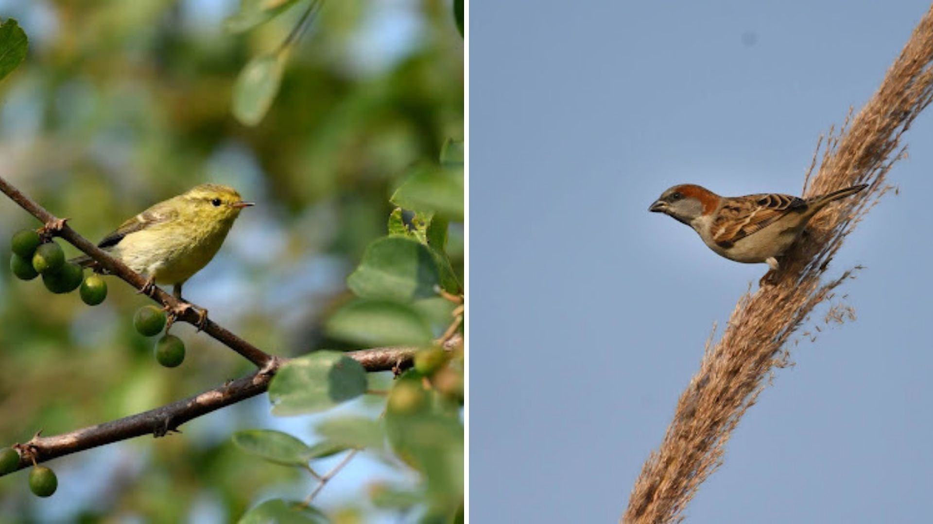 Sultanpur National Park