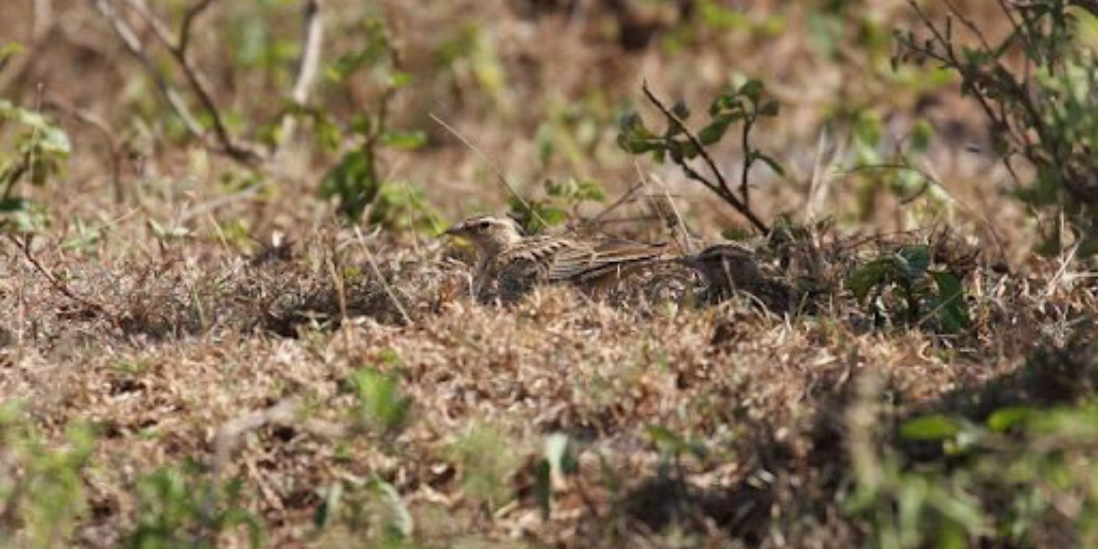 Syke’s Larks by Graham Crick