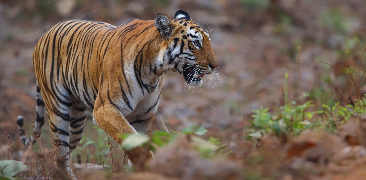 Tadoba National Park