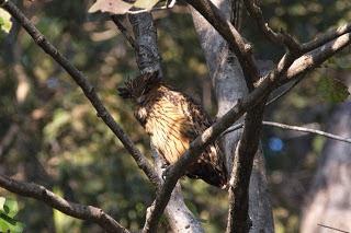 Tawny fish owl