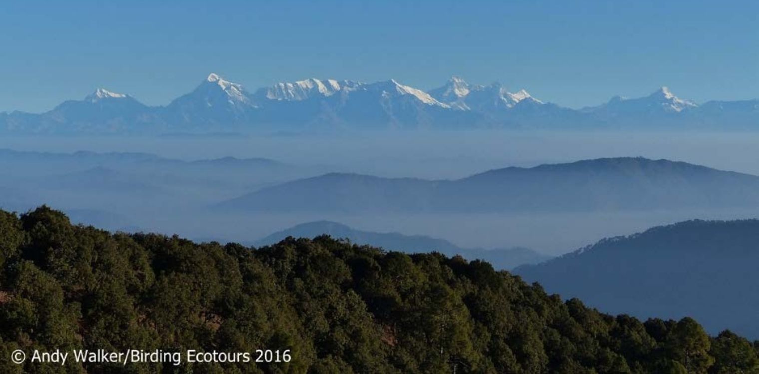 The Himalayas from near Pangot.