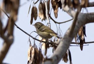 Two-barred warbler