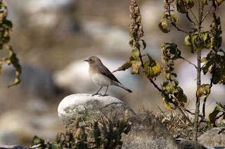VariableWheatear