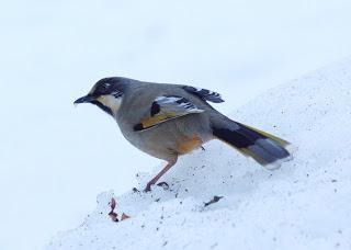 VarigatedLaughingthrush