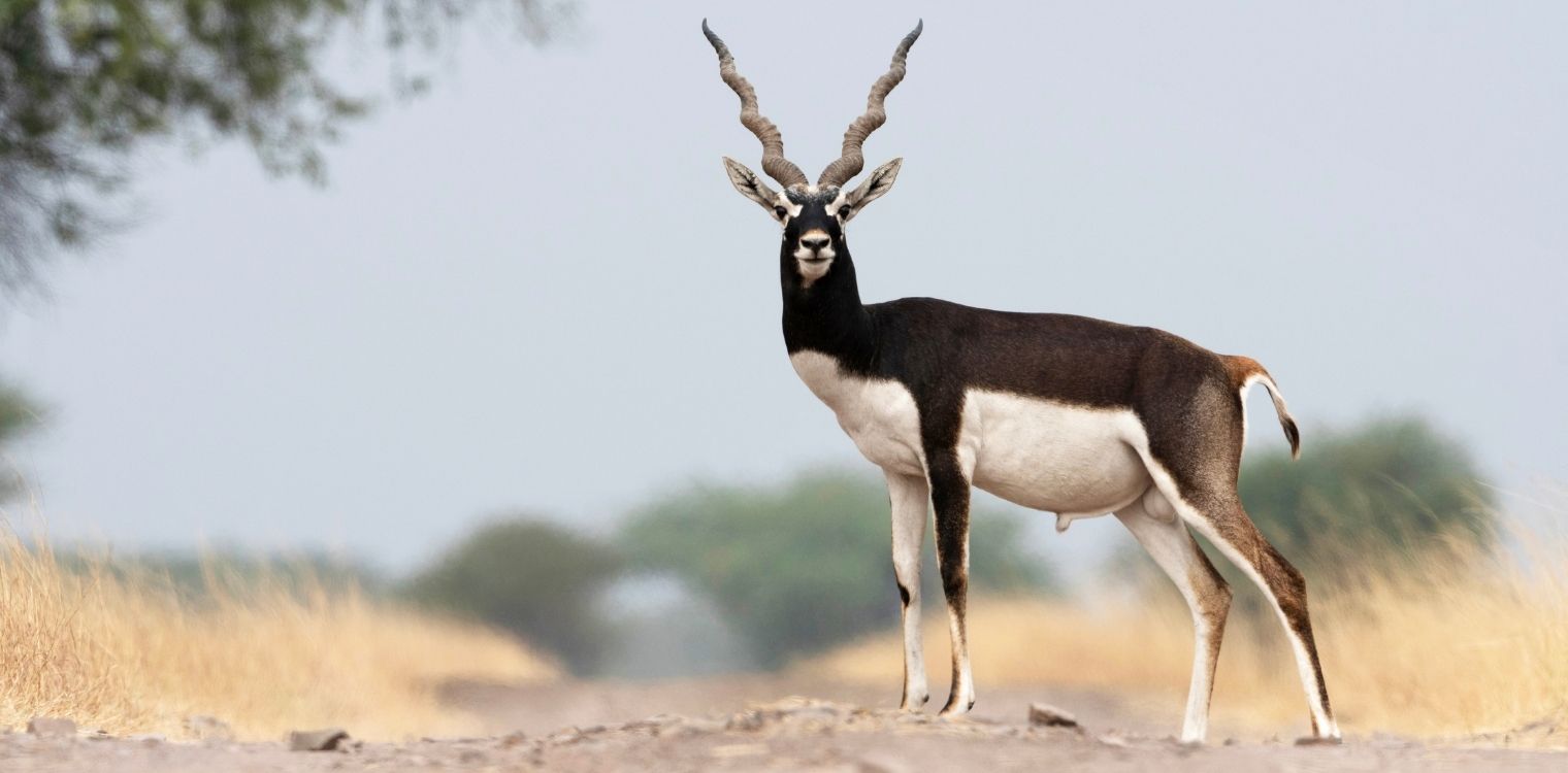 Velavadar National Park.