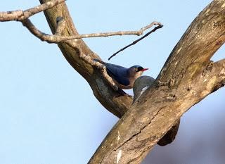 Velvet-fronted nuthatch