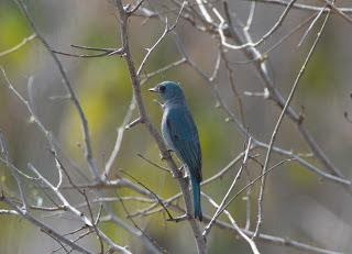 Verditer flycatcher