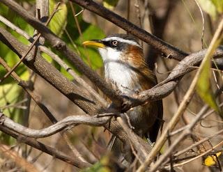 White-browedScimitarBabbler