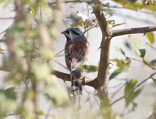 White-cappedBunting