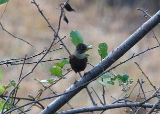 White-collaredBlackbird