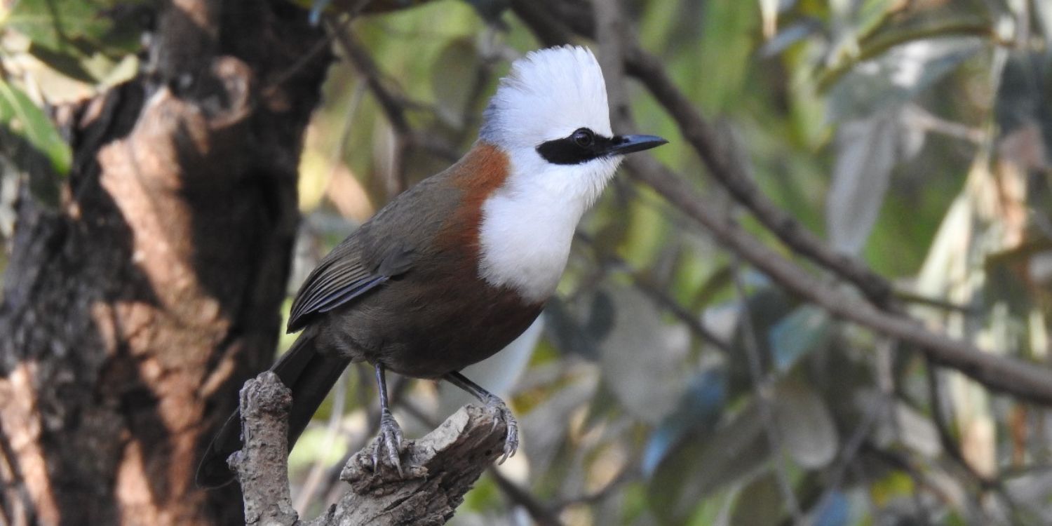White-crested laughingthrush